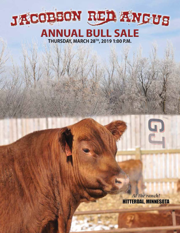 Jacobson Red Angus Cattle Red Angus Cattle in Hitterdal, MN